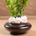 Profuse Jade Terrarium