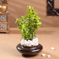 Profuse Jade Terrarium