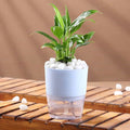 Elegant Peace Lily In self Watering