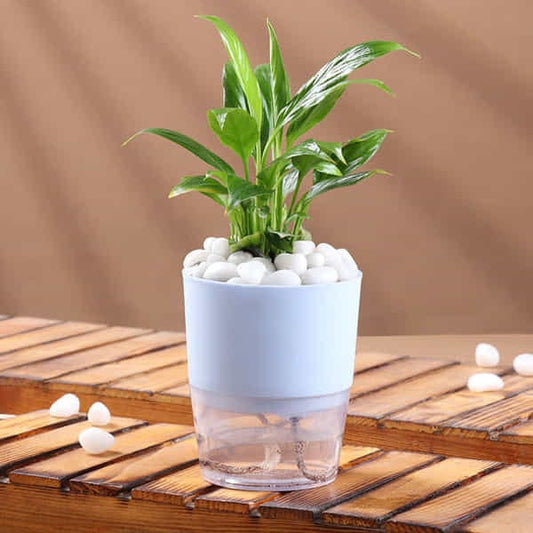 Elegant Peace Lily In self Watering