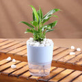 Elegant Peace Lily In self Watering