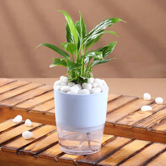 Elegant Peace Lily In self Watering