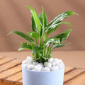 Elegant Peace Lily In self Watering