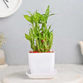 Elegant Peace Two Layer Bamboo Plant