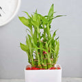 Elegant Peace Two Layer Bamboo Plant