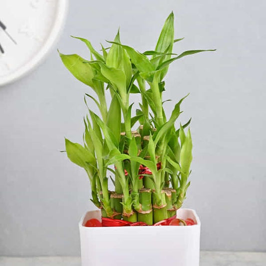 Elegant Peace Two Layer Bamboo Plant