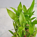 Elegant Peace Two Layer Bamboo Plant