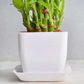 Elegant Peace Two Layer Bamboo Plant